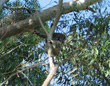 koala adjacent to the Farmhouse