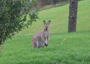 Wallaby from Verandah