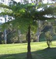 Tree Fern